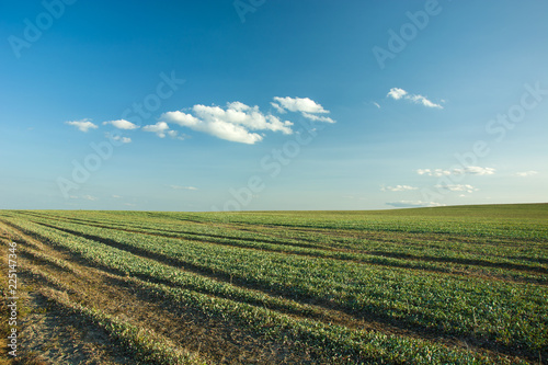 Green field, horizon and blue sky
