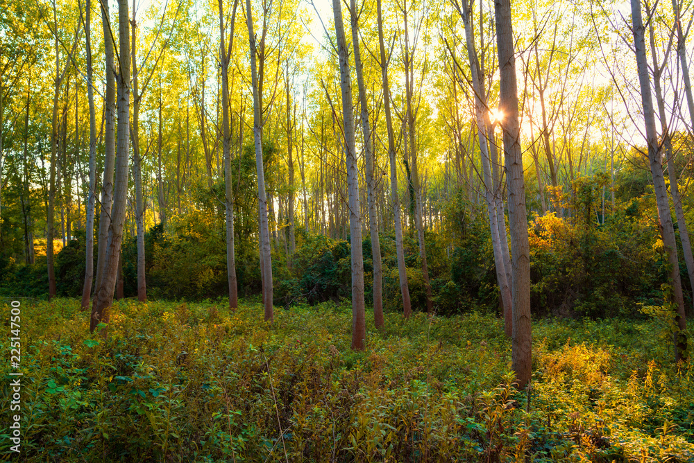 Fototapeta premium Colorful autumn forest scene