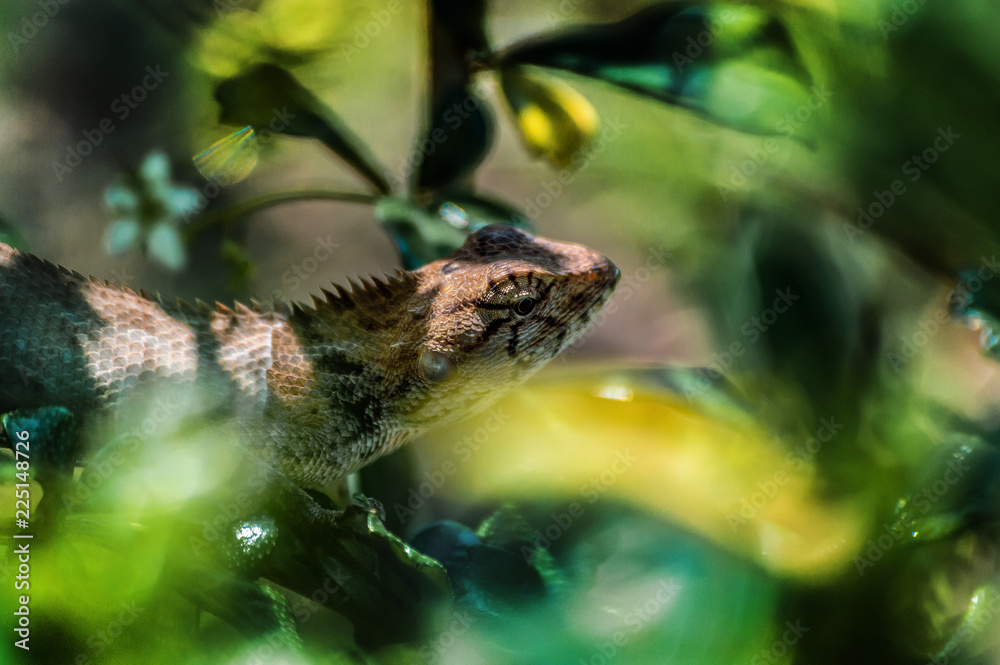 Obraz premium chameleon, asia, wild, lizard, nature, animal, brown, wildlife, green, background, reptile, dragon, beautiful, color, tree, closeup, natural, colorful, skin, tropical, close, garden, cute, outdoor,