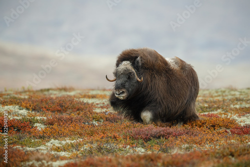 Musk ox, knee deep in tundra