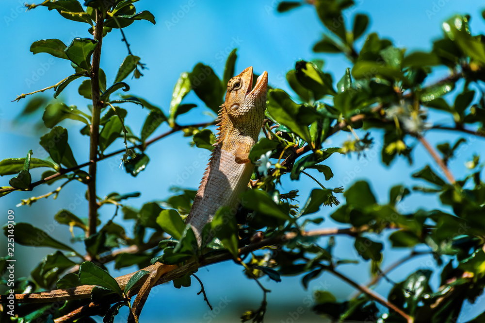 Obraz premium chameleon, asia, wild, lizard, nature, animal, brown, wildlife, green, background, reptile, dragon, beautiful, color, tree, closeup, natural, colorful, skin, tropical, close, garden, cute, outdoor,