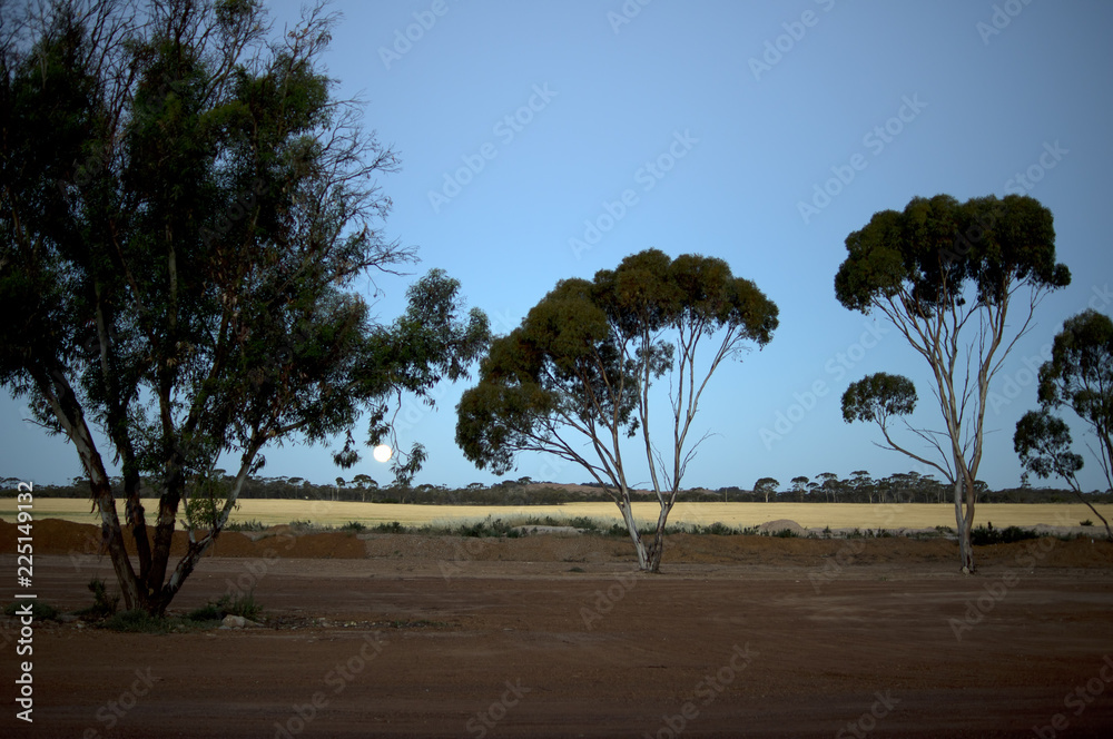 Obraz premium Moon rise over wheat fields, Hyden, WA, Australia