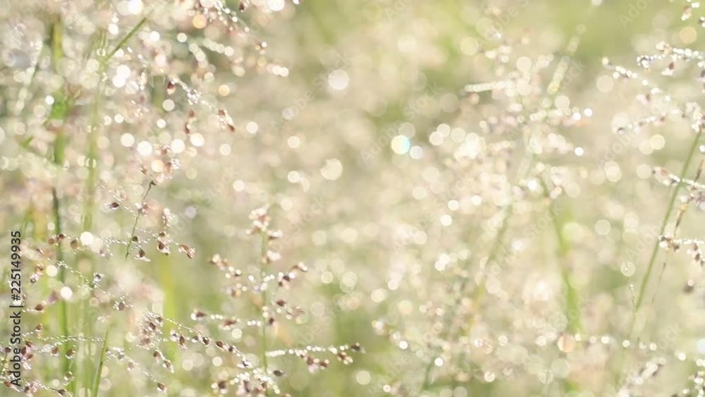 wild flowers, grass and dew wild flowers, grass and dew