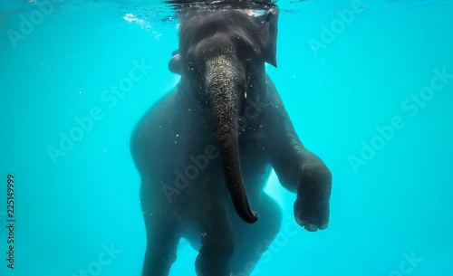 Photography playful asian elephant bathing and diving under the water in Thailand