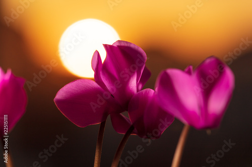 Flowers on the background of the sunset