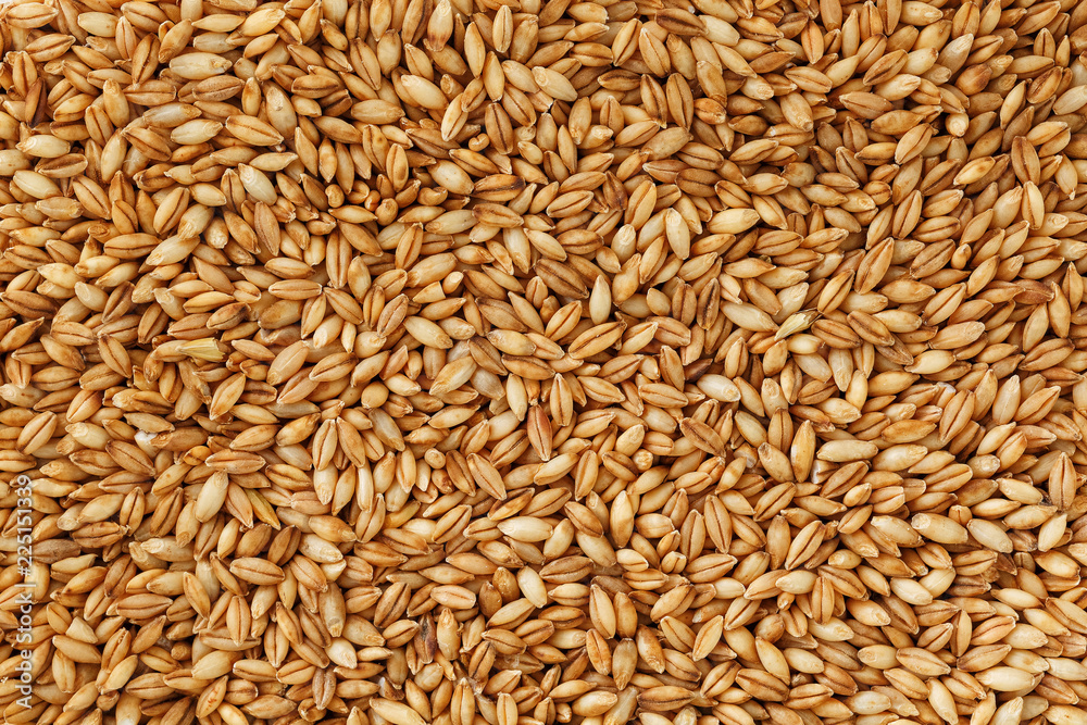 heap of pearl barley grains, vegetarian food heap of pearl barley grains, vegetarian food