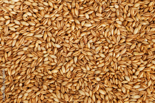 Foto heap of pearl barley grains, vegetarian food