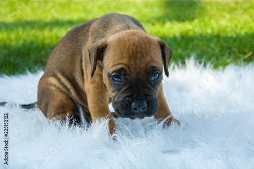 Brown boxer puppy on the rug