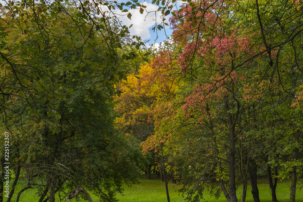 Naklejka premium Golden Polish autumn. Autumn colors. Cracow. Poland