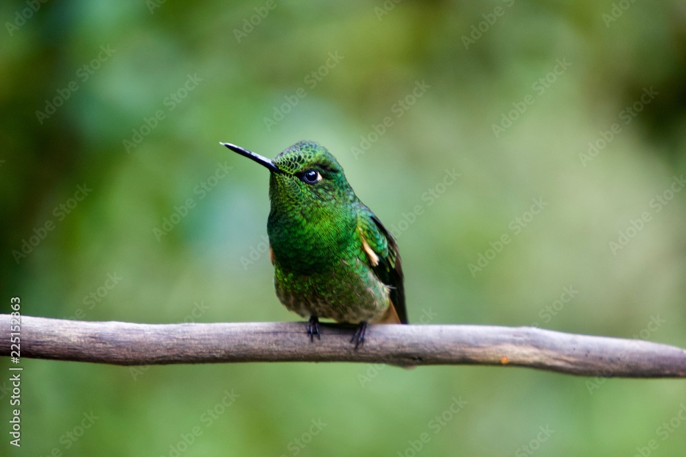 Fototapeta premium Colombia