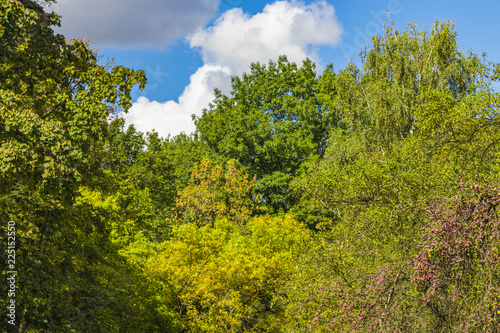 Golden Polish autumn. Autumn colors. Cracow. Poland