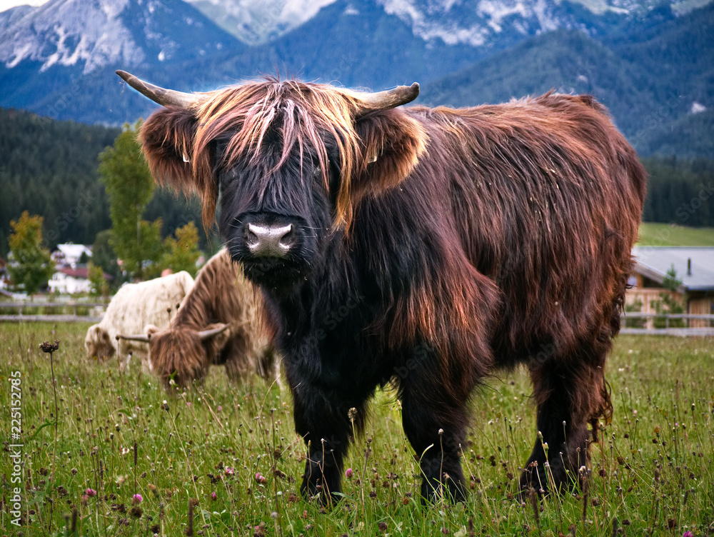 Fototapeta premium Braunes Hochlandrind 