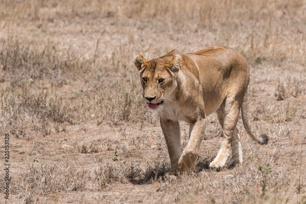 Naklejka premium lioness walking