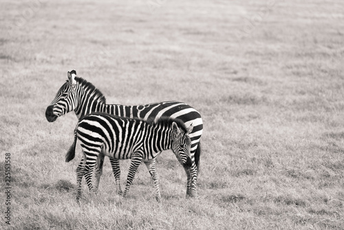 zebra in africa