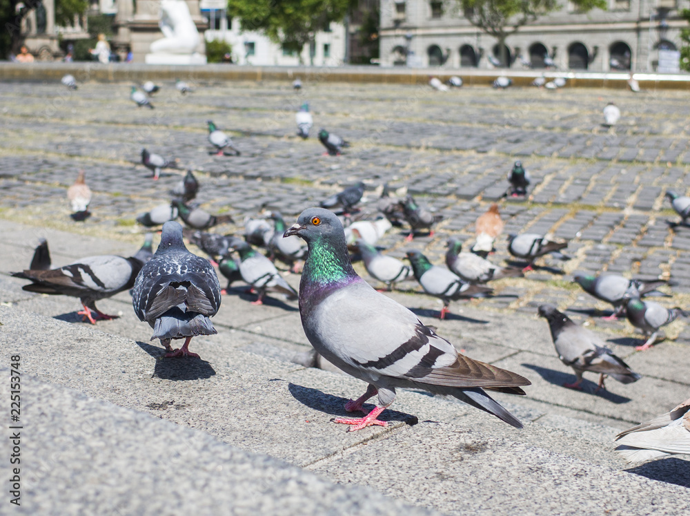 Fototapeta premium 鳩 カタルーニャ広場