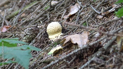 Young body of the fungus fly agaric (Amanita muscaria)