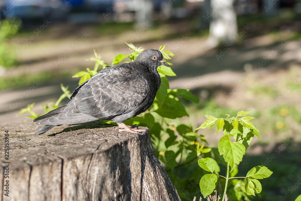 Obraz premium pigeon sitting on a stump