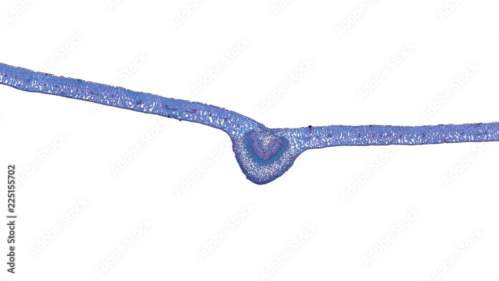 ligustrum leaf - cross section cut under the microscope – microscopic