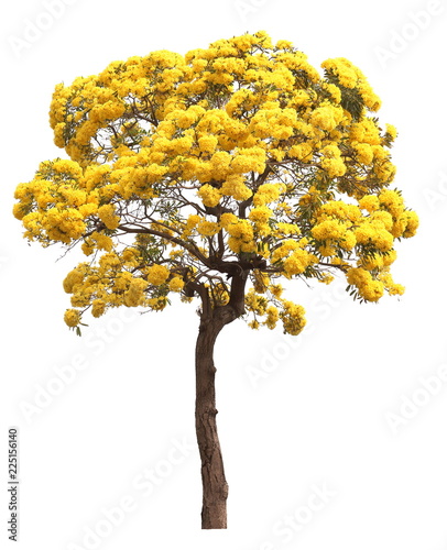 isolated tabebuia golden yellow flower blossom tree on white background photo