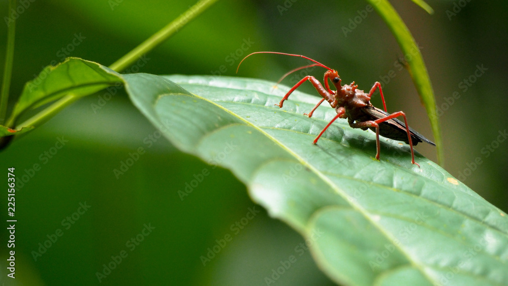 Naklejka premium little red insect in the amazon rainforest in colombia