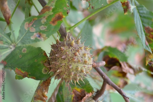 Closeup photograph of a horse chestnut husk hanging on a tree. The husk is green with brown speckles. Diseased leaves are seen in the background.