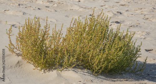 Fototapeta Naklejka Na Ścianę i Meble -  Green grass plants on the yellow sands of the beach closeups. Green grass and yellow sand.