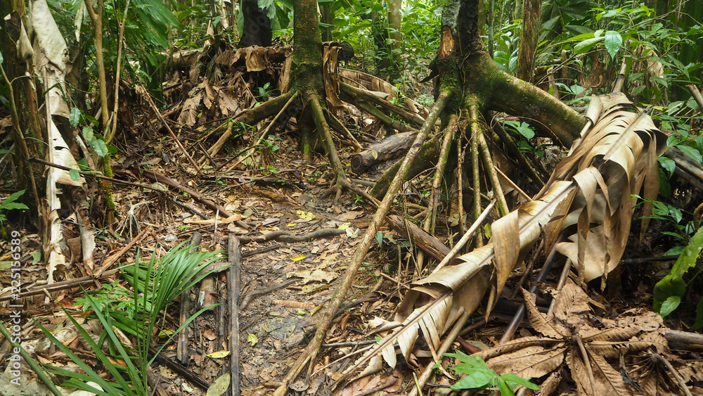 Stilt Roots Inrainforest trees with stilt roots in the amazon rainforest Stock Photo | Adobe Stock