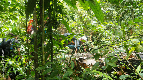 Group walking through the amzon rainforest photo