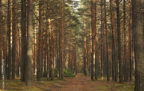 Pine forest. Old path passing through a dense pine forest.