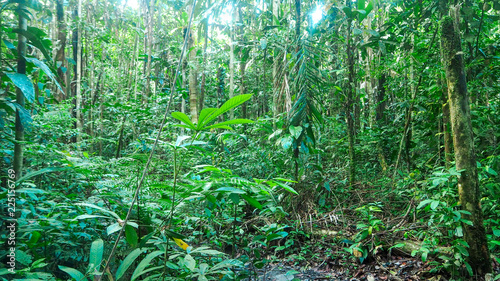 trees and plants at the amazon rainforest in colombia