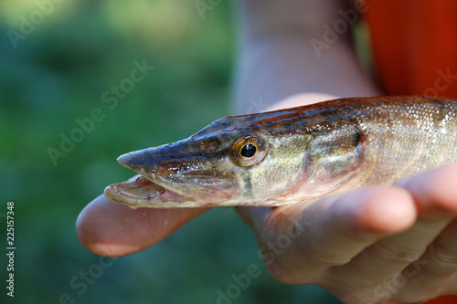 Fototapeta Naklejka Na Ścianę i Meble -  pike close-up