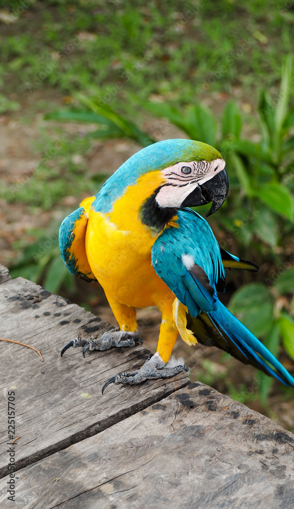 Obraz premium close up of a yellow macaw parrot in the amazon rainforest