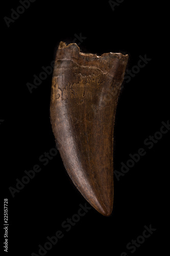 Fossilized Tyrannosaur (Nanotyrannus) Tooth on black background