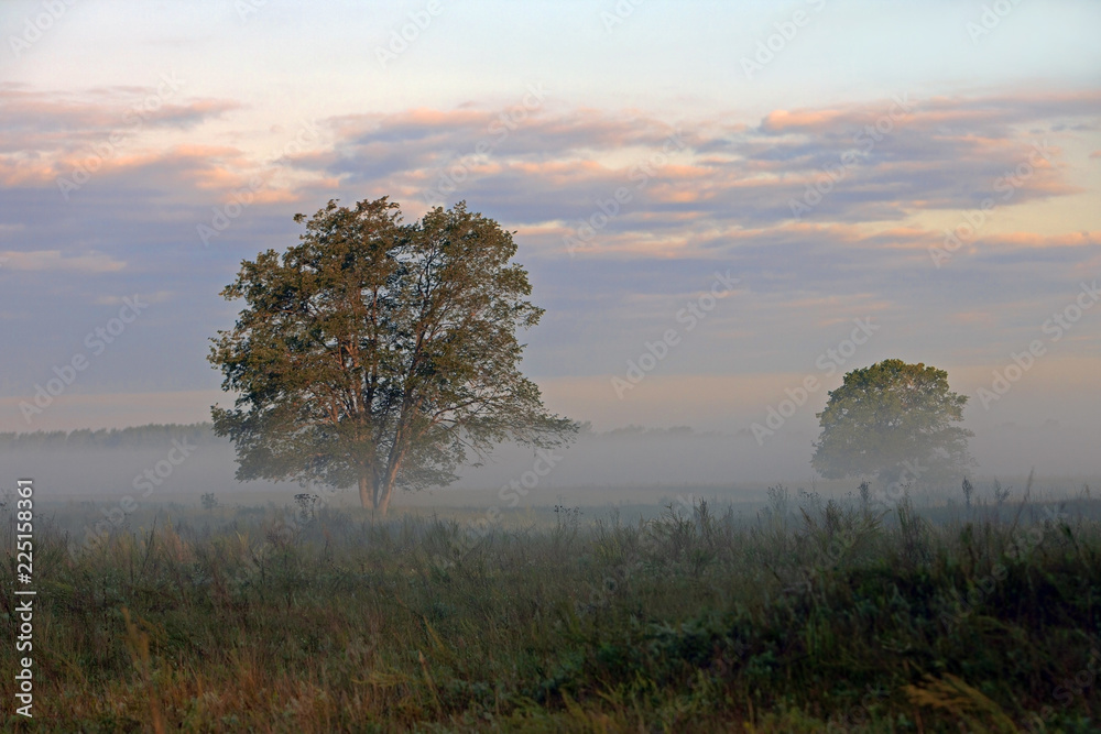 Fototapeta premium two trees in the field covered with fog on the background of red blue clouds