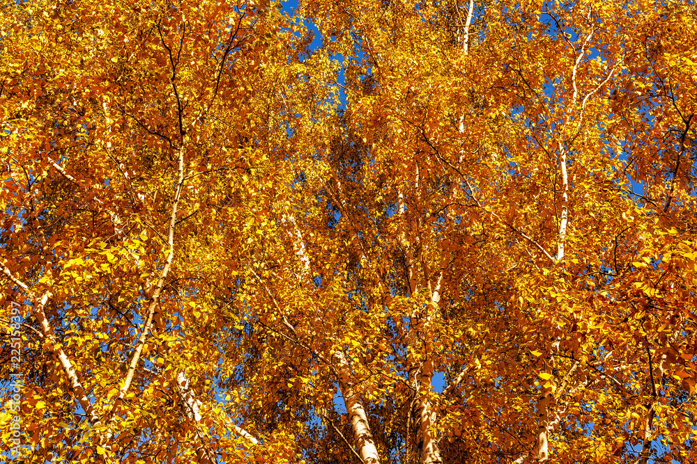 beginning of yellowing leaves in autumn park, beginning of yellowing leaves in autumn park,