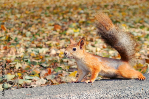 squirrel in autumn park