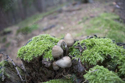 Mushrooms on the trunk