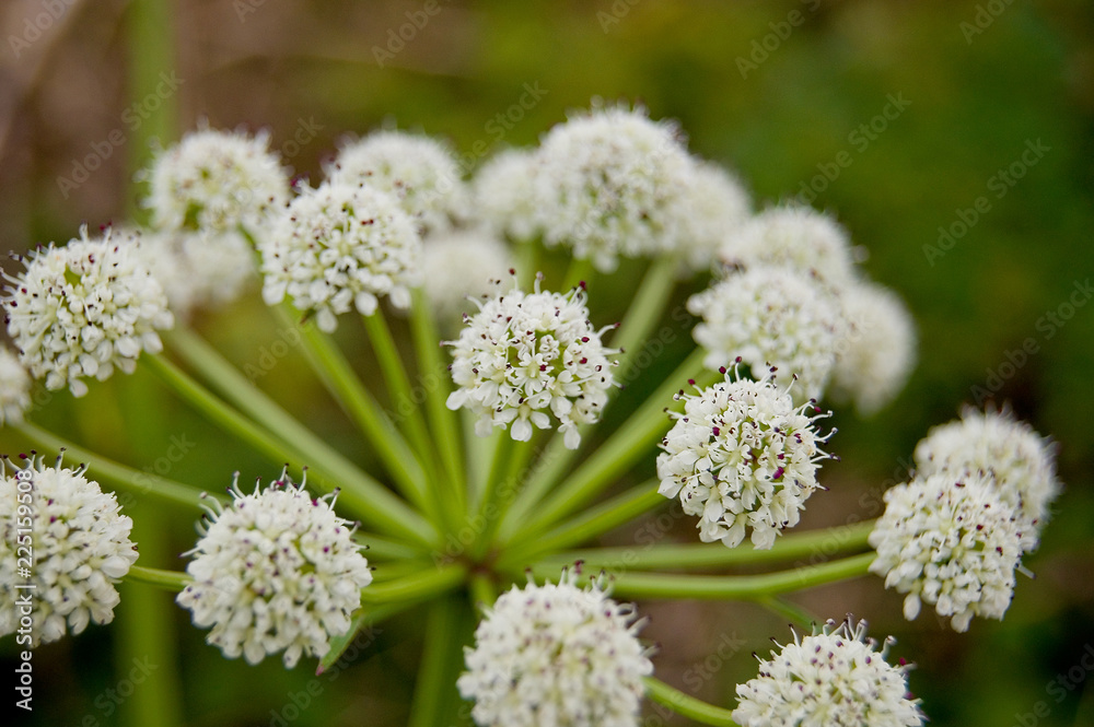Planta con flores blancas Planta con flores blancas