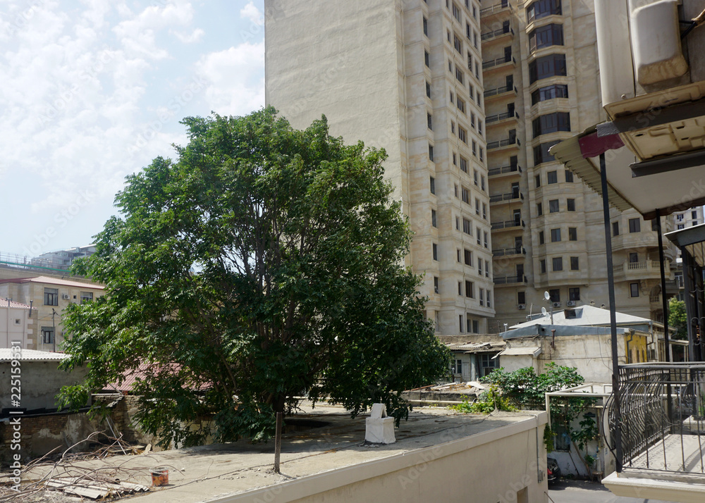 Tree on Roof in Baku