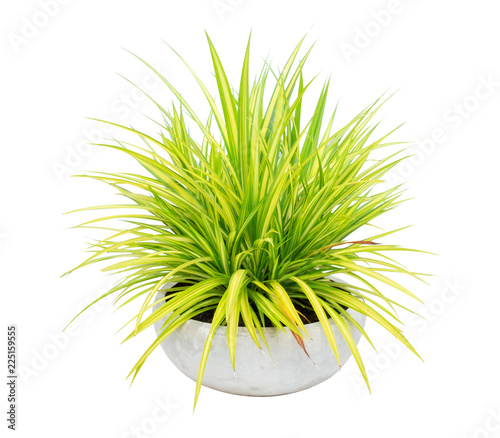 Spider Plant tree pot isolated .
