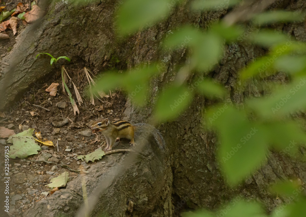 Chipmunk in the woods. Selective focus with shallow depth of field. Chipmunk in the woods. Selective focus with shallow depth of field.
