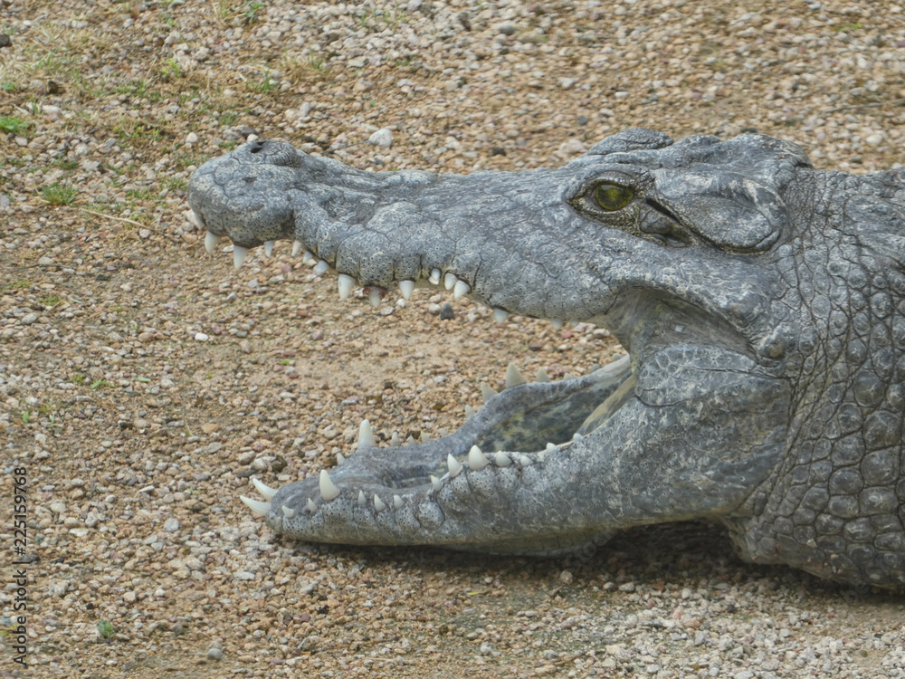 Obraz premium Reptile in waiting