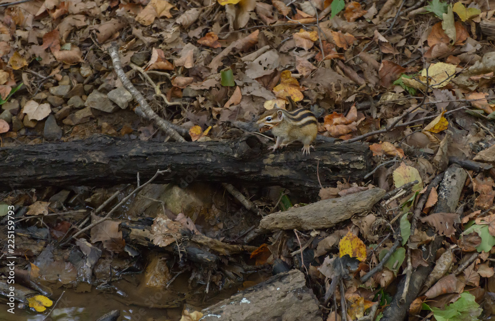 Chipmunk in the woods. Selective focus with shallow depth of field. Chipmunk in the woods. Selective focus with shallow depth of field.