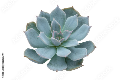 Echeveria plant succulent Green isolated.