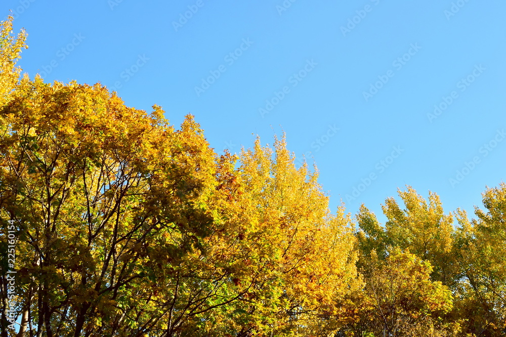 Golden foliage of autumn trees. Yellow crown of seasonal forest. Sunlight lit up the trees. Blue sky. Golden foliage of autumn trees. Yellow crown of seasonal forest. Sunlight lit up the trees. Blue sky.