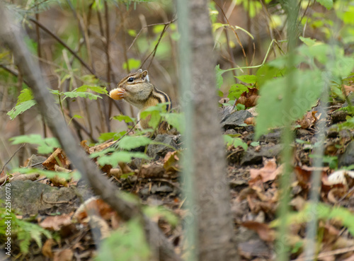 Chipmunk in the woods. Selective focus with shallow depth of field. photo