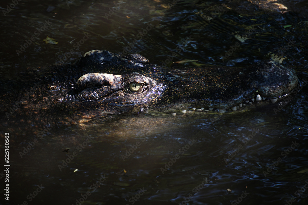 Fototapeta premium The big crocodile in the north of Thailand.