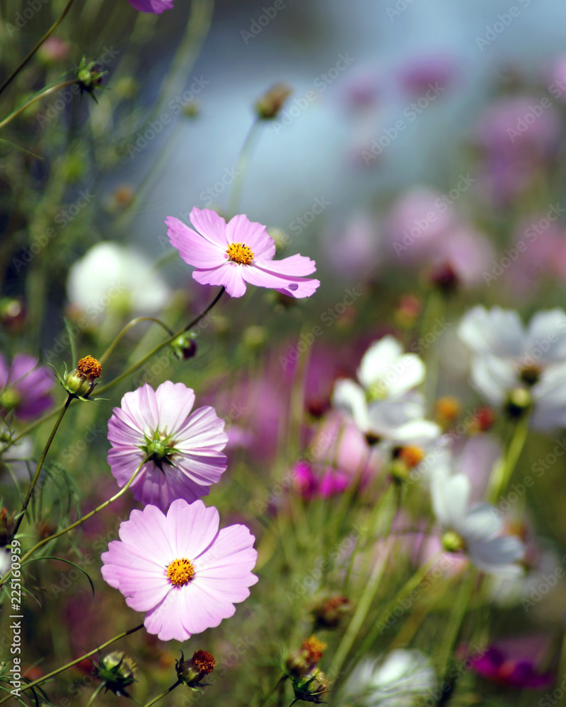 Pink daisies on a blurred background Pink daisies on a blurred background