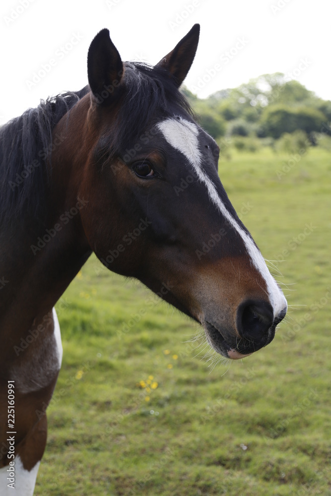 portrait of a horse