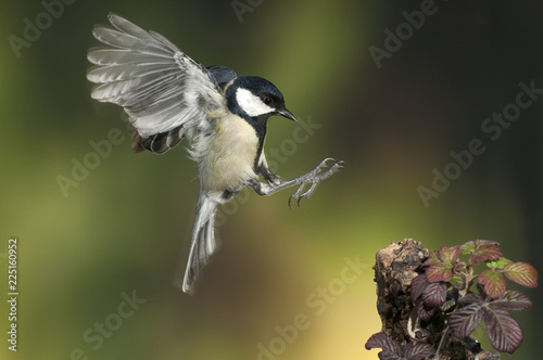 Photos Great tit (Parus major)